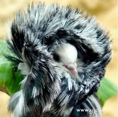 کبوتر زیبا