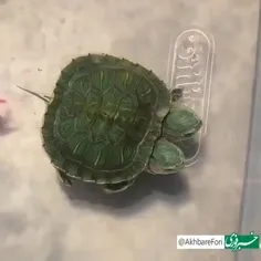 لاکپشت دو سر تا حالا دیده بودین؟!