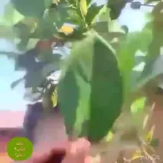 سلام صبح همگی بخیر و شادی این کلیپ زیبا تقدیم حضور 