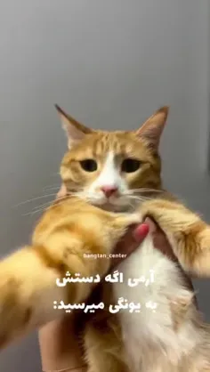 این پیشی‌ِ بشه ی منه ❤️❤️