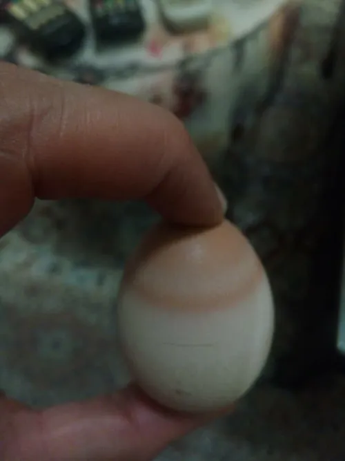 تخم مرغ محلی تقلبی!