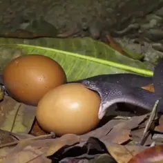 مار تخم‌خوار یک مار آفریقایی کوچک، نسبتاً باریک و بی‌ضرر 