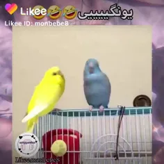 این اسیدم از قفلیای بندست😭😂