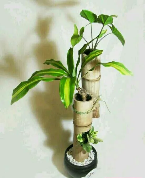 ایده هایی برای داشتن گلدان هایی از چوب بامبو