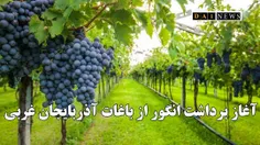 خسرو شهبازی خبر داد: برداشت انگور از باغات آذربایجان غربی