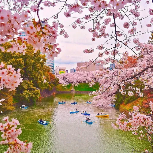 🌸 بهاری خاطره انگیز در توکیو پایتخت زیبای ژاپن با شکوفه ه