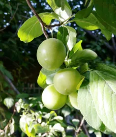 با روح و روان ادم بازی میکنه😍😋