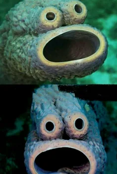 تصویری از نی ماهی که عجیب ترین صورت را در میان ماهی ها دا