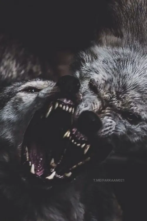 گرگ کایوشو و آلفا 🐺 فرکام ولف 🐺