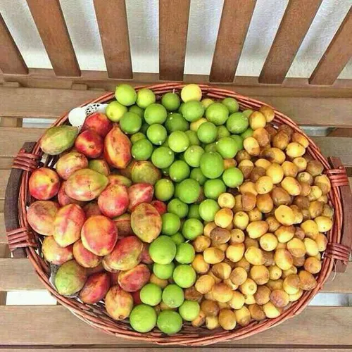میوه های فصل تابستان بندرعباس