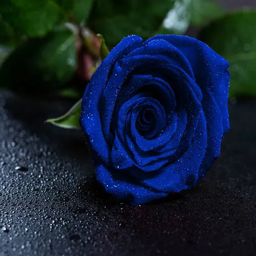 گاهی هم من گل آبی را دوست دارم