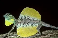 موجود جدید کشف شده در اندونزی که دراکو وُلانز (Draco vola