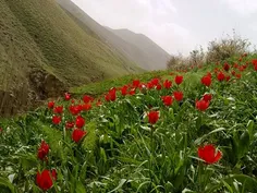 #طبیعت_زیبا_ی_روستای_ میرجان#زنجان