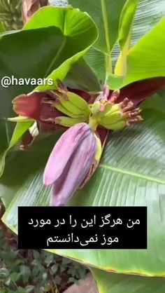 گونه‌های موز بومی مناطق گرمسیری ایندومالایا و استرالیا هس