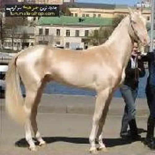 گران ترین اسب دنیا