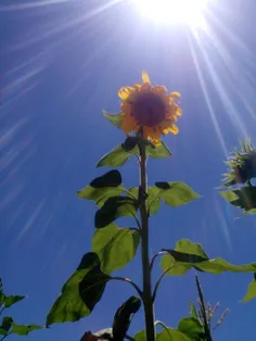 ای یکی چطوره