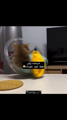 با عرض پوزش‌فراوان 🤣🤣🤣