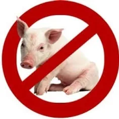 ✨چرا مسلمانان گوشت خوک نمیخورند⁉️