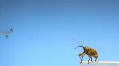 تیک‌آف زیبای حشرات با سرعت 3200 فریم بر ثانیه رو ببینید😍