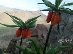 لاله های واژگون ملایر در روستای بابلقانی