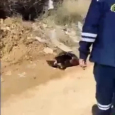 مرگ یک جفت عقاب مهاجر در خوزستان