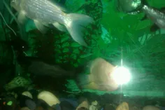 my aquarium