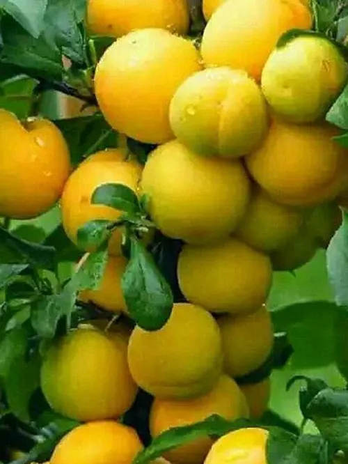 خوراکی میوه ها پرتقال ،