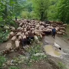 آغاز کوچ بهاری دامداران به مناطق ییلاقی، رامسر، مازندران🇮