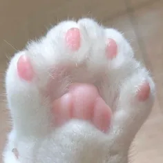 پنجه پیشی کوچولووووو🐾