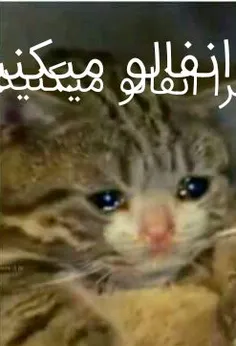 چیرا انفالو میکنید🔪😭