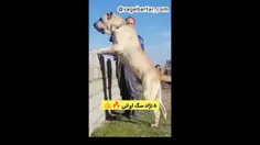 پنج نژاد سگ ایرانی