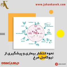 نحوه انتشار بیماری نیوکاسل مرغ