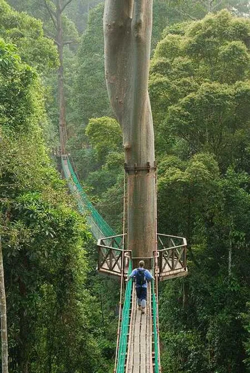 پل جنگلی زیبا،،،،مالزی