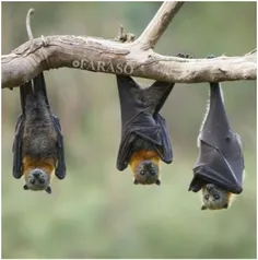 بزاق خفاش خون آشام پر از آنزیم دسموتپلاز (DSPA) است.