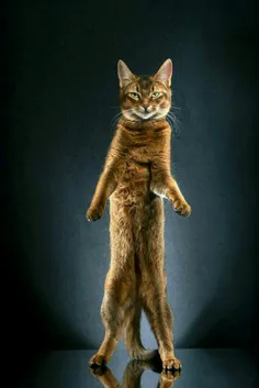 #عکاسی از گربه‌های ایستاده ری‌ناد، عکاس سوئیسی، با الهام 