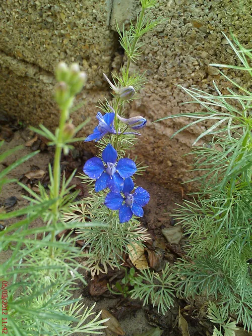 گل شماره ای