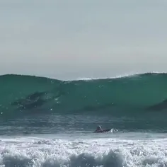 موج سواری دلفین ها با ادمها😍😍😍چه باحال