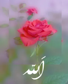 تنها رفیقی که