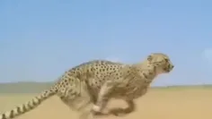 Cheetah Very Fast