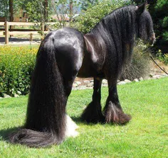 قشنگترین اسب