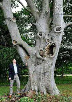 ترسناک ترین درخت جهان