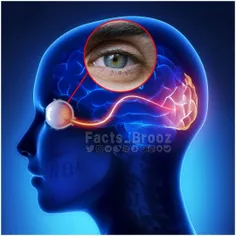 عضلات چشم ما ارتباط مستقیمی با مغز‌ دارند و زاویه چشم روی