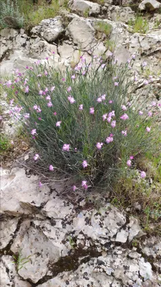 (گل میخک کوهی)بوش محشره