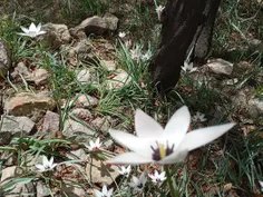 لاله حافظی یا لاله شیرازی _ نام علمی Tulipa clusiana