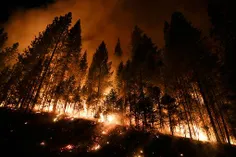 آتش سوزی درجنگلهایی آمریکا