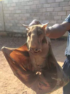 خفاش سرچکشی یا به انگلیسی hammerhead bat