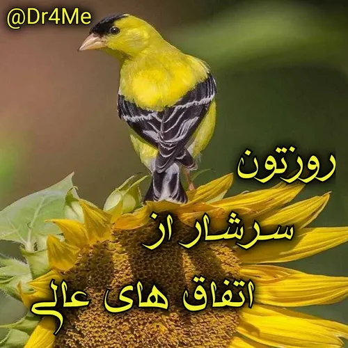 هنر m.shad 30670140 - عکس ویسگون