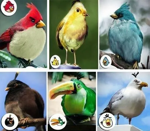 angry birds