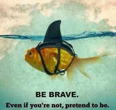 شجاع باش
