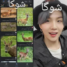 میدونستید شوکا هم داریم🤔😹